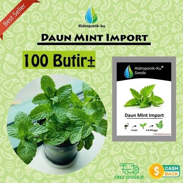 

Terlaris Bibit/ Benih Daun Mint Pepermin 100 Biji Hidroponik Ku .