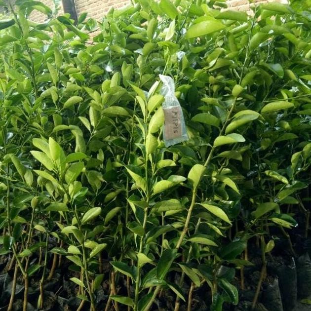 

Terlaris Bibit Buah Jeruk Nipis