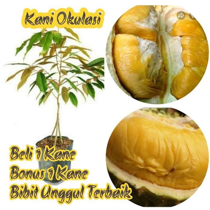 

Terlaris Bibit Durian Kane Tinggi 40-60 Cm