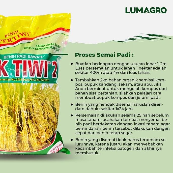 || BANANA / Benih Padi Pertiwi Inpari 32 5kg Premium Bibit Pari Jumbo 5 Kilogram ||~~~