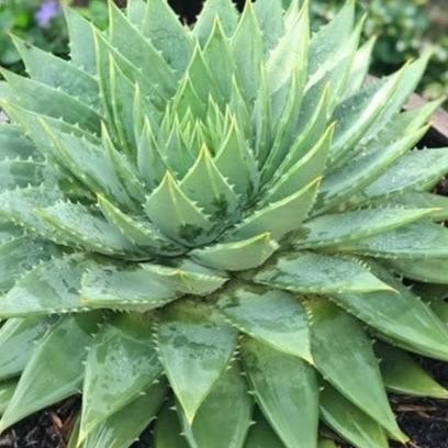 

Terlaris Bibit Unggul Lidah Buaya Langka Marmer Chafer|Benih Lidah Buaya Langka