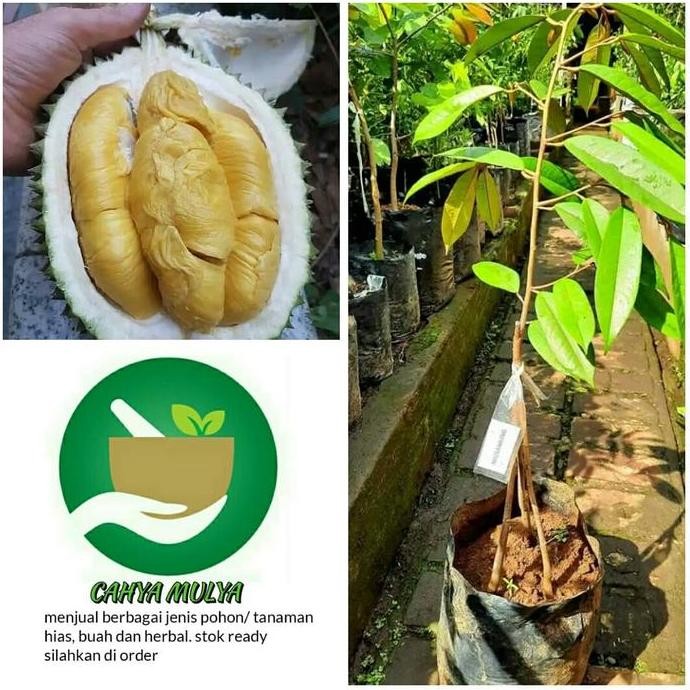 

Terlaris Bibit Pohon Buah Durian Musangking Kaki 3 Okulasi Cepat Berbuah