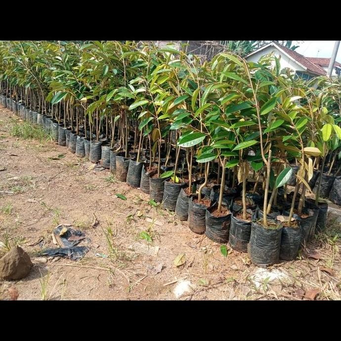 

Terlaris Bibit Tanaman Durian Kromo Banyumas / Bawor - Berlabel Dilayani