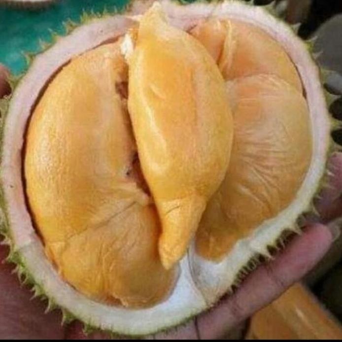 

Terlaris Bibit Buah Durian Super Tembogo Okulasi