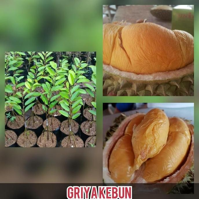 

Terlaris Bibit Buah Durian Duri Hitam Kaki 6 Unggul