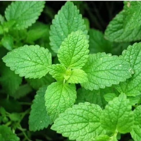 

Terlaris Bibit Tanaman Daun Mint Herbal