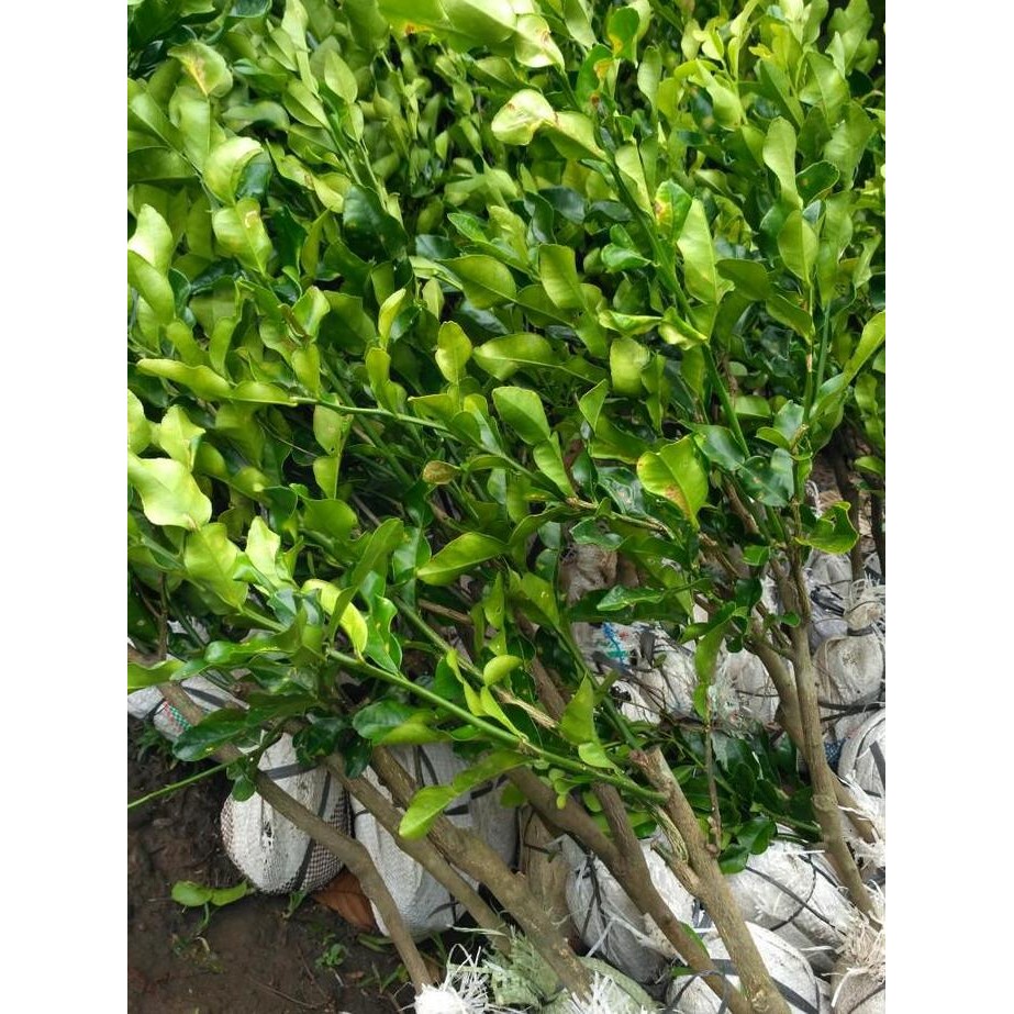 

Terlaris Bibit Tanaman Buah Jeruk Nipis