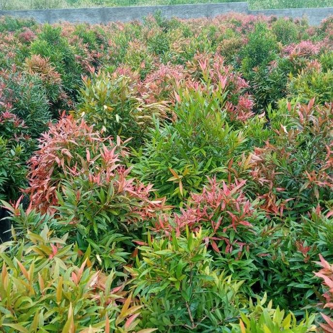 Pucuk merah ukuran tinggi 2 meter