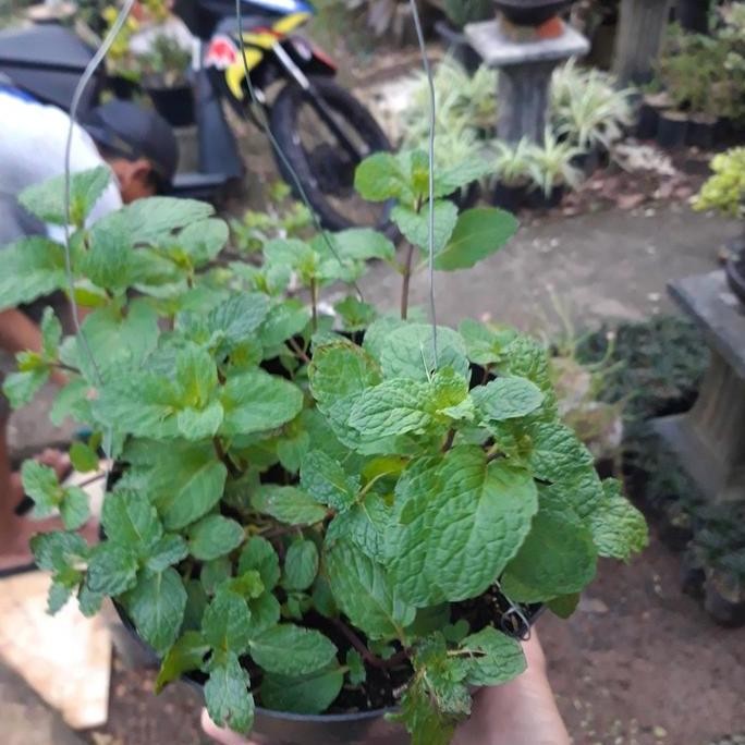 

Terlaris Bibit Daun Mint Herbal Benih