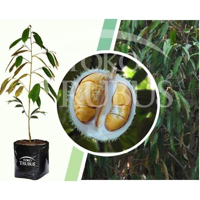 

Terlaris Bibit Durian Duri Hitam / Durian Ochee