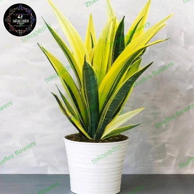 Tanaman hias Golden flame sensivera