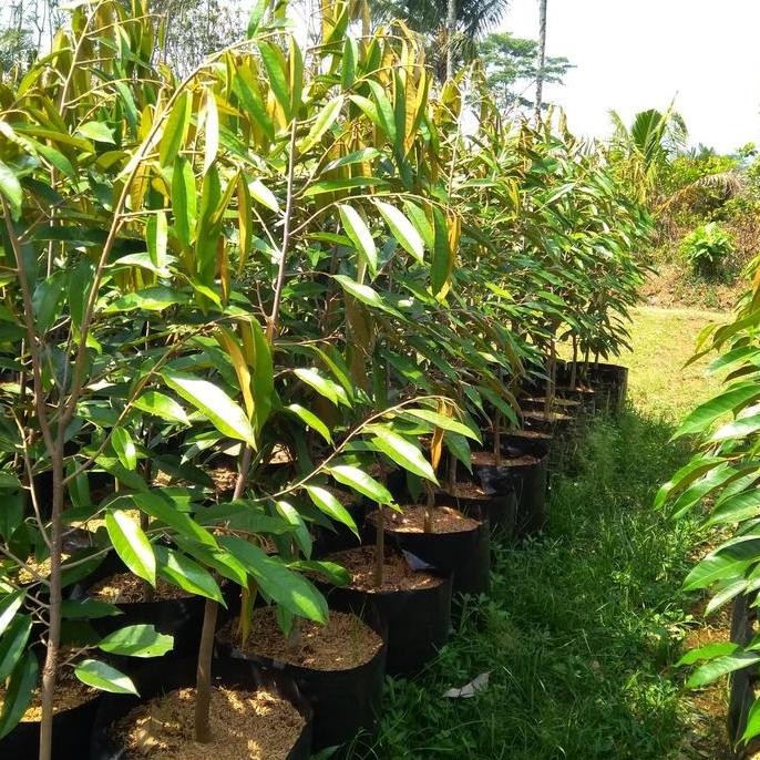 

Terlaris Bibit Durian Musangking (Mk)