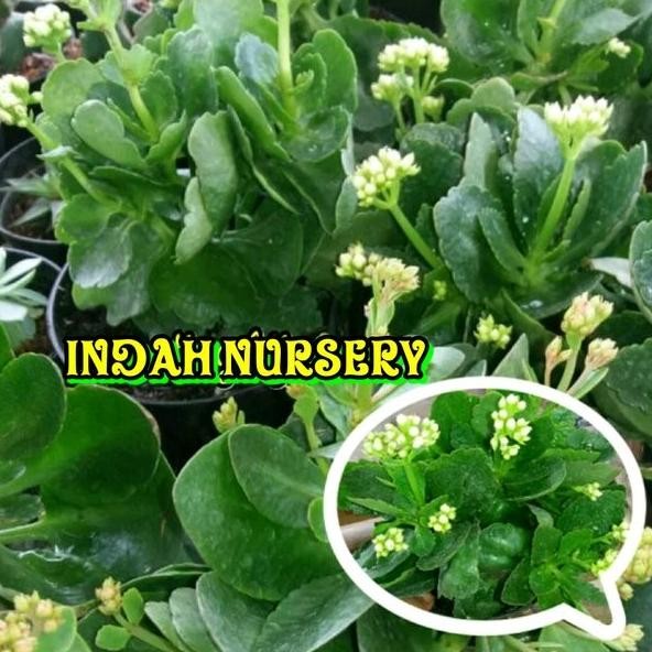 

Terlaris Bibit Bunga Cocor Bebek-Anthurium-Lidah Buaya