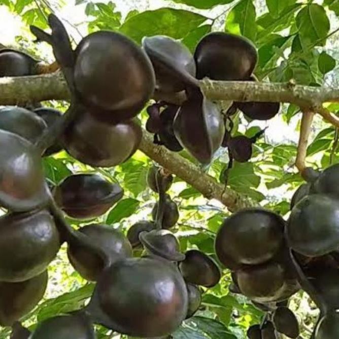 bibit pohon jengkol super hasil okulasi unggulan