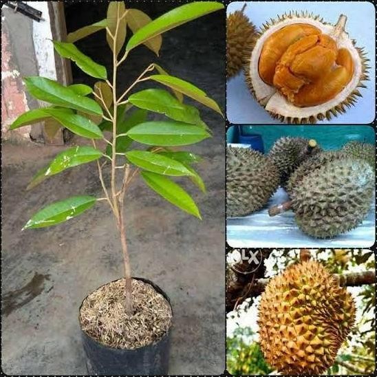 

Terlaris Bibit Buah Durian Ochee / Duri Hitam Okulasi