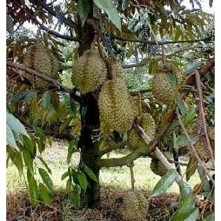 

Terlaris Bibit Durian Musangking Kaki 3