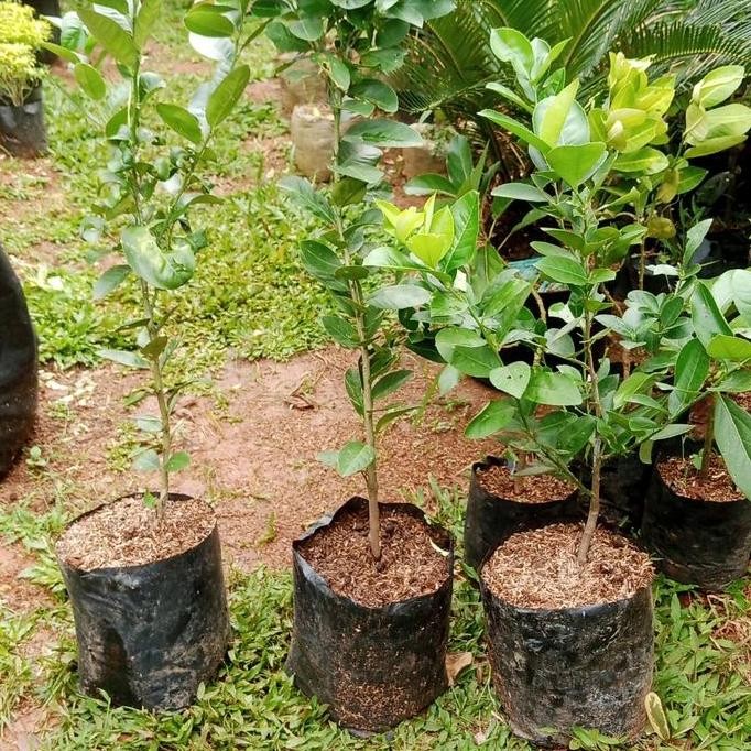 

Terlaris Bibit Pohon Jeruk Nipis Tingggi 60_80 Cm