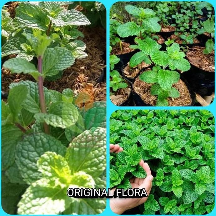 

Terlaris Bibit Tanaman Mint Bibit Daun Mint Bibit Peppermint Pohon Mint