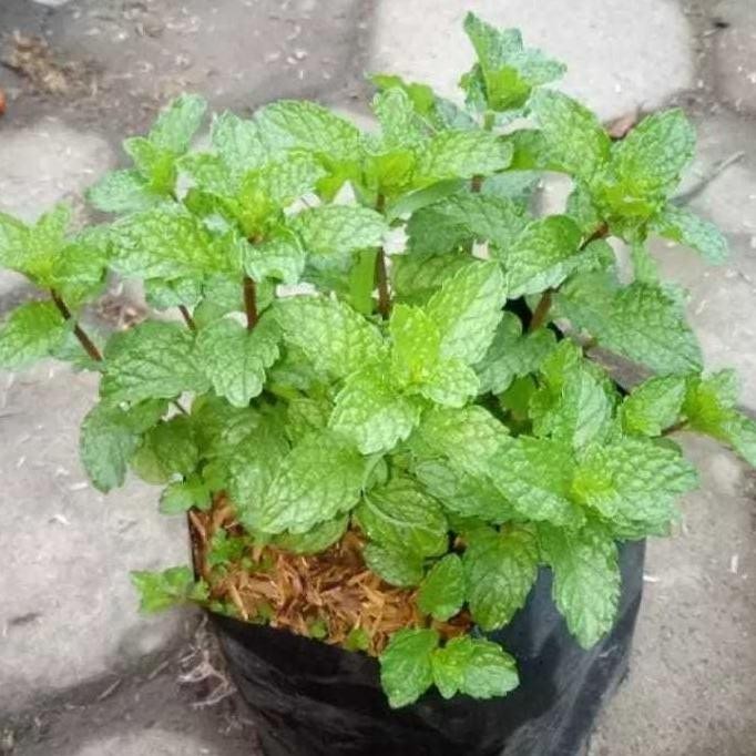 

Terlaris Bibit Tanaman Daun Mint Herbal
