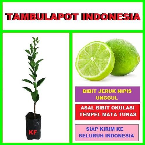 

Terlaris Bibit Okulasi Tanaman Pohon Jeruk Nipis Tinggi 30 Cm Up