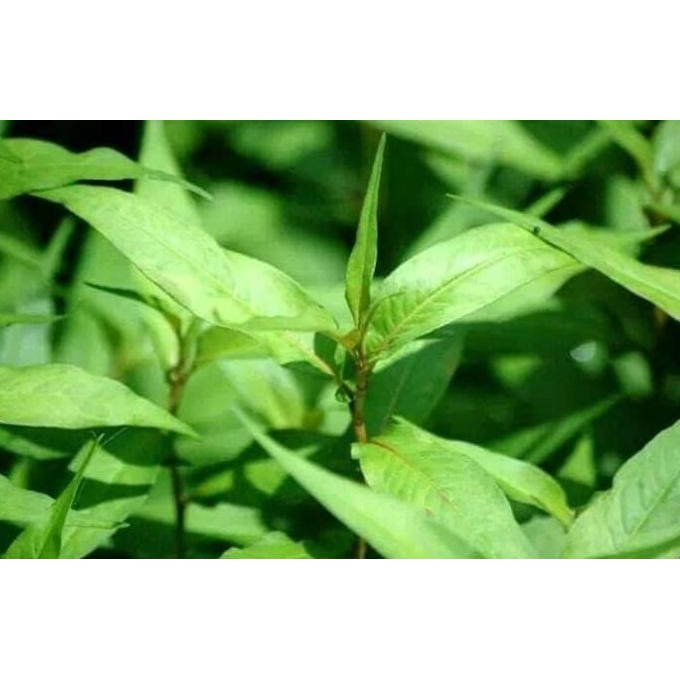 

Terlaris Bibit Tanaman Kesum / Daun Laksa / Mint Vietnam