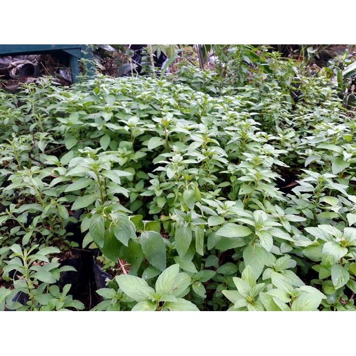 

Terlaris Promo Bibit Tanaman Peppermint/Daun Mint