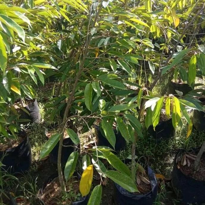 

Terlaris Bibit Durian Duri Hitam Asli Tinggi 1Meter Batang Besar