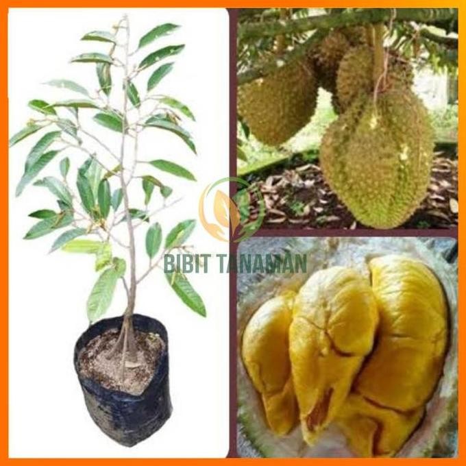

Terlaris Bibit Durian Bawor Kaki 3 Unggul