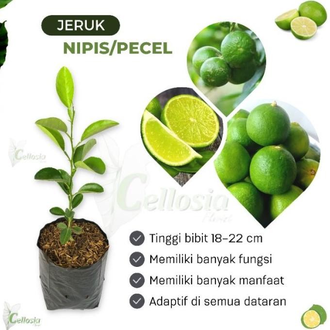 

Terlaris Bibit Tanaman Buah Jeruk Nipis / Jeruk Pecel | Mutiara Bibit Murah