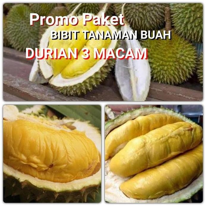 

Terlaris Paket Bibit Tanaman Buah Durian 3 Macam