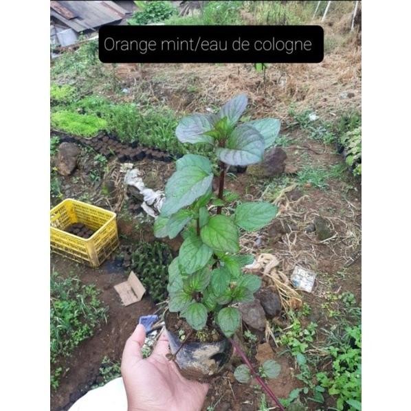 

Terlaris Paket Bibit Mint, Daun Mint, 5 Jenis Mint, 5 Jenis Menth Wzgtlv 1540Ep