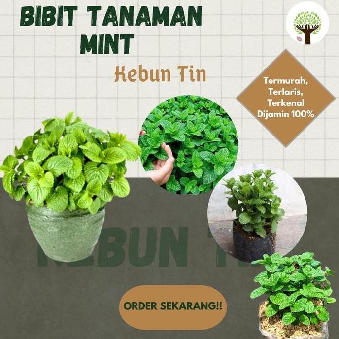 

Terlaris Bibit Tanaman Mint Daun Peppermint Daun Mint