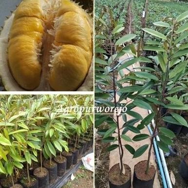 

Terlaris Bibit Durian Musangking Kaki Satu Kualitas Unggul Harga Murah