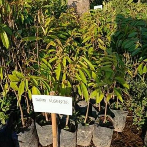 

Terlaris Bibit Durian Musangking Super Murah