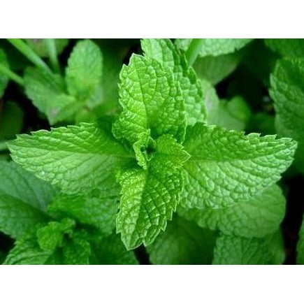 

Terlaris Bibit Tanaman Spearmint- Mentha-Daun Mint Ysmsys 5455Hv