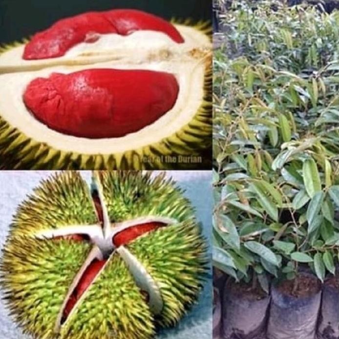 

Terlaris Benih Bibit Tanaman Durian Merah Genjah Cepat Berbuah