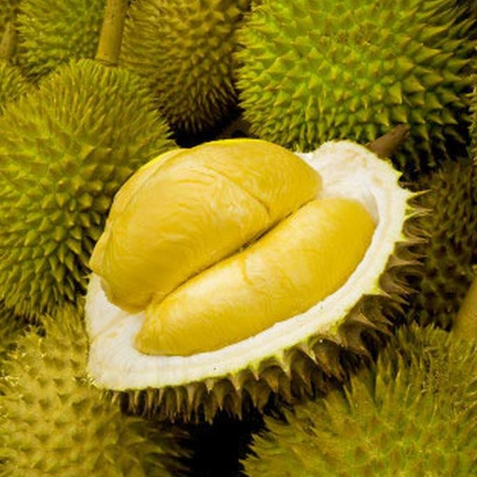 

Terlaris Bibit Buah Durian D24 Malaysia 90 Cm