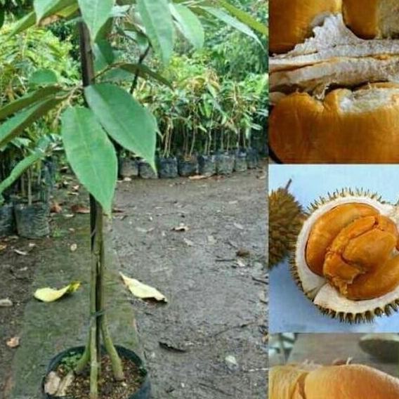 

Terlaris Bibit Durian Duri Hitam Kaki 3 Super..