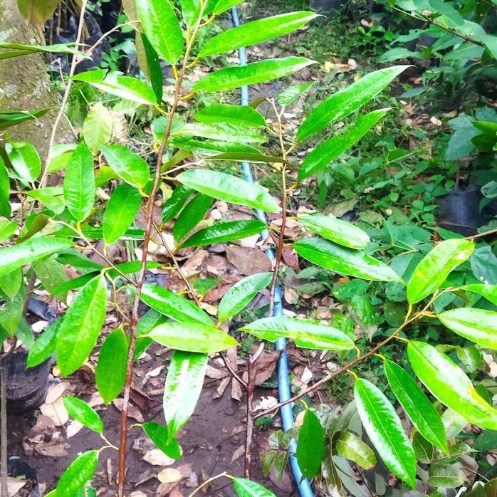 

Terlaris Bibit Durian Bawor Hasil Okulasi