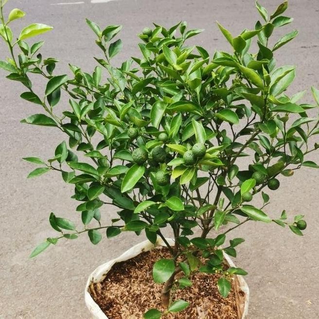 

Terlaris Bibit Pohon Jeruk Nipis Berbuah, Tanaman Jeruk Nipis Kampung