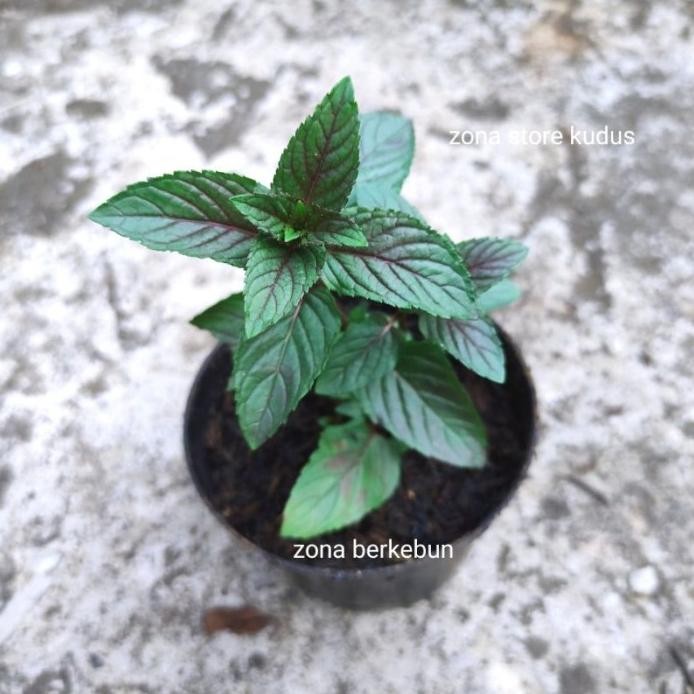 

Terlaris Bibit Daun Mint Black Mint, Tanaman Daun Mint Black Mint Ldboyj 8197Sl
