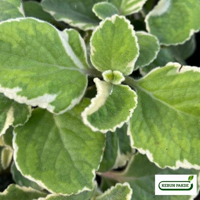 

Terlaris Bibit Tanaman Daun Mint | Jinten/Jintak/Mexican Varigata | Siap Tanam