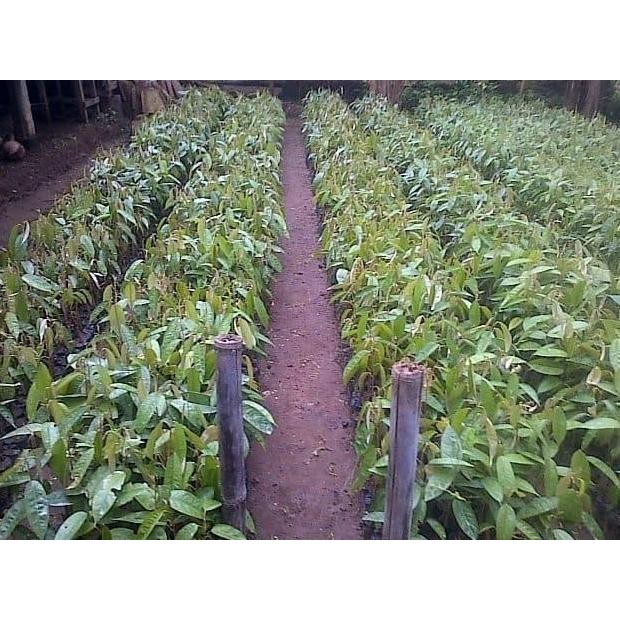 

Terlaris Bibit Siling Durian Dari Biji 35-50Cm // Bibit Durian Siap Tempel/Stek