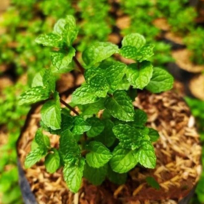 

Terlaris Bibit Tanaman Daun Mint Pohon Herbal Pepermint Tanaman Hias Segar