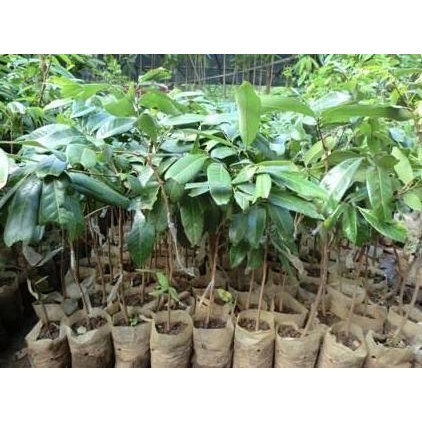 

Terlaris Bibit Kelengkeng Aroma Durian | Buah Kelengkeng Unik Dan Unggul