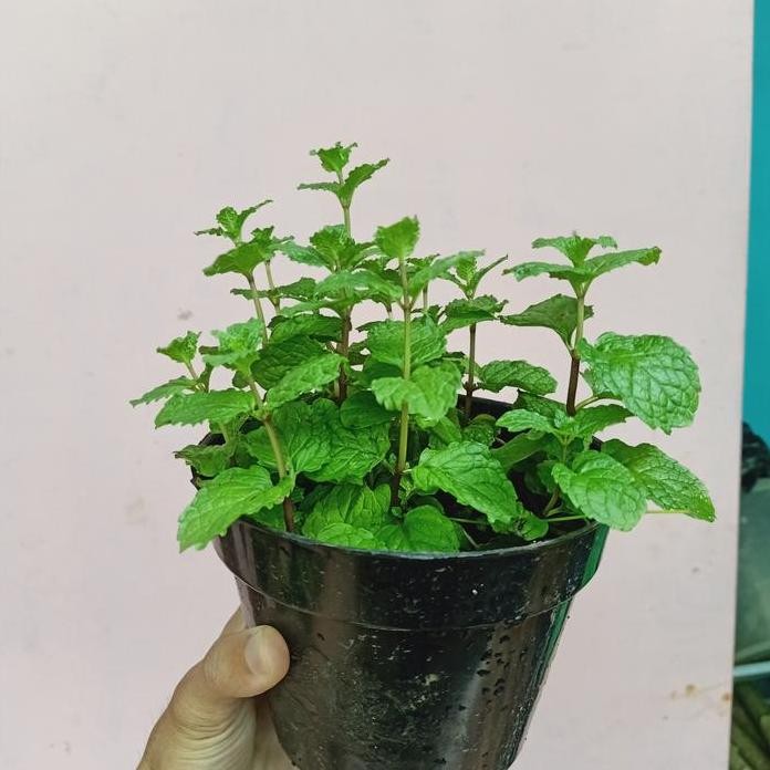 

Terlaris Benih Bibit Daun Mint Herbal Lalapan