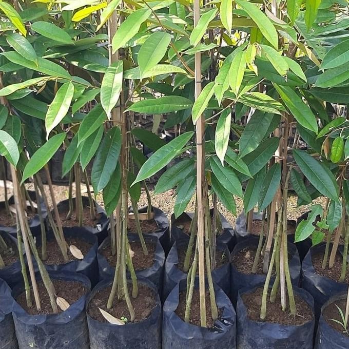 

Terlaris Bibit Tanaman Durian Musangking Kaki 3 Siap Tanam