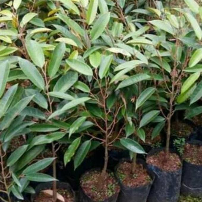 

Terlaris Bibit Durian Musangking