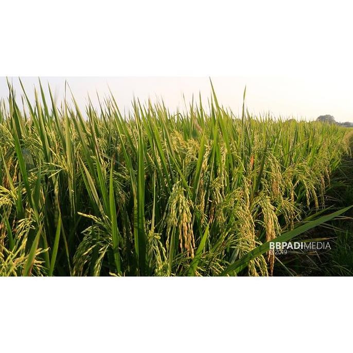 || BANANA / Benih Padi Unggul Padjajaran Agritan ||~~~