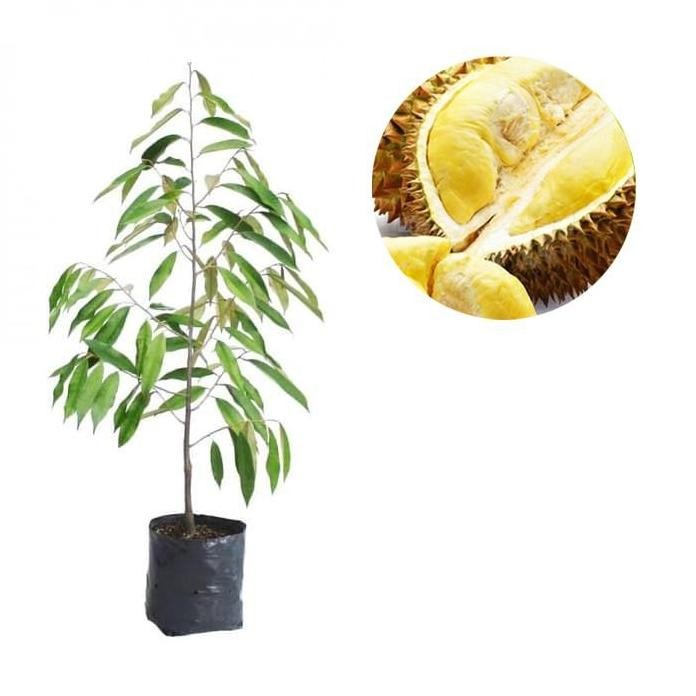 

Terlaris Bibit Tanaman Buah Durian Musangking